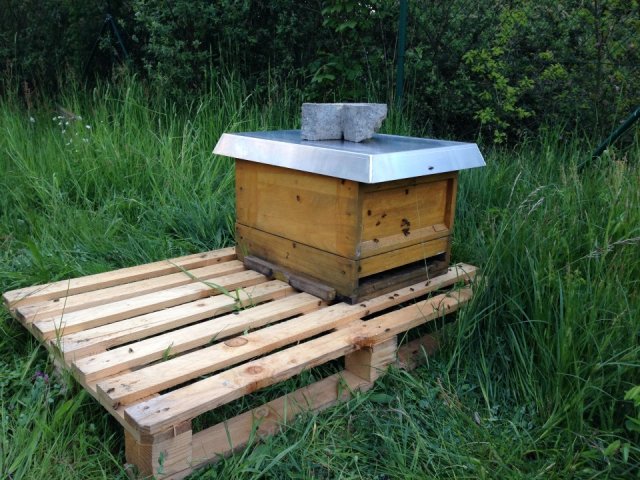 Das erste Bienenvolk am Lehrbienenstand